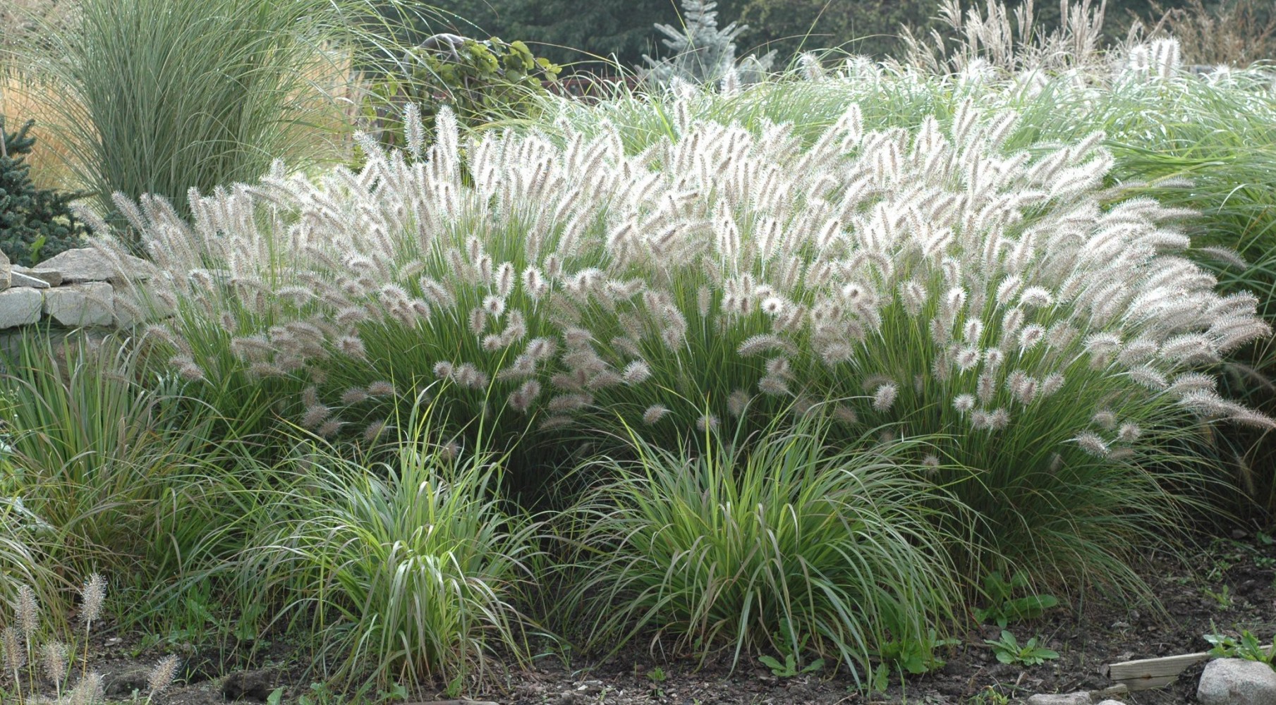 Pennisetum Alopecuroide Bf-40