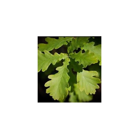 Quercus Robur C-25