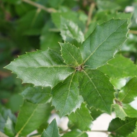 quercus ilex