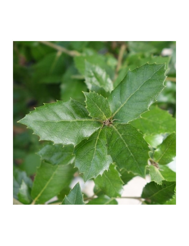 quercus ilex