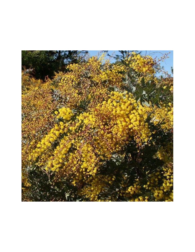 acacia bayleana
