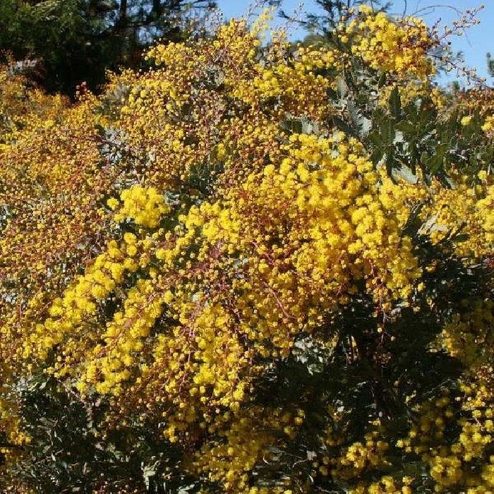 acacia bayleana
