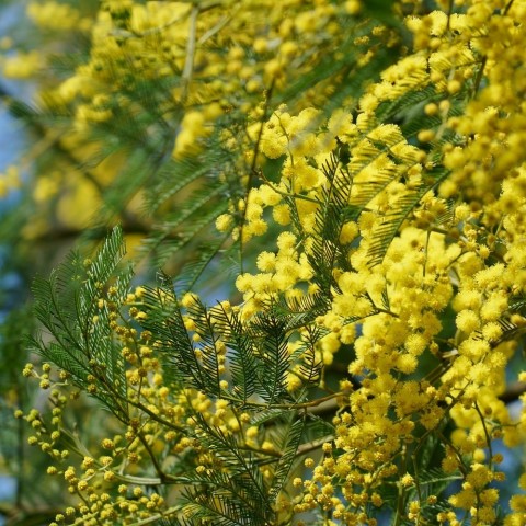 acacia bayleana
