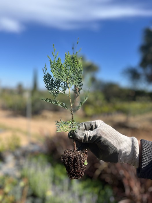 Tuya - Thuja orientalis BF-40a (25/30)