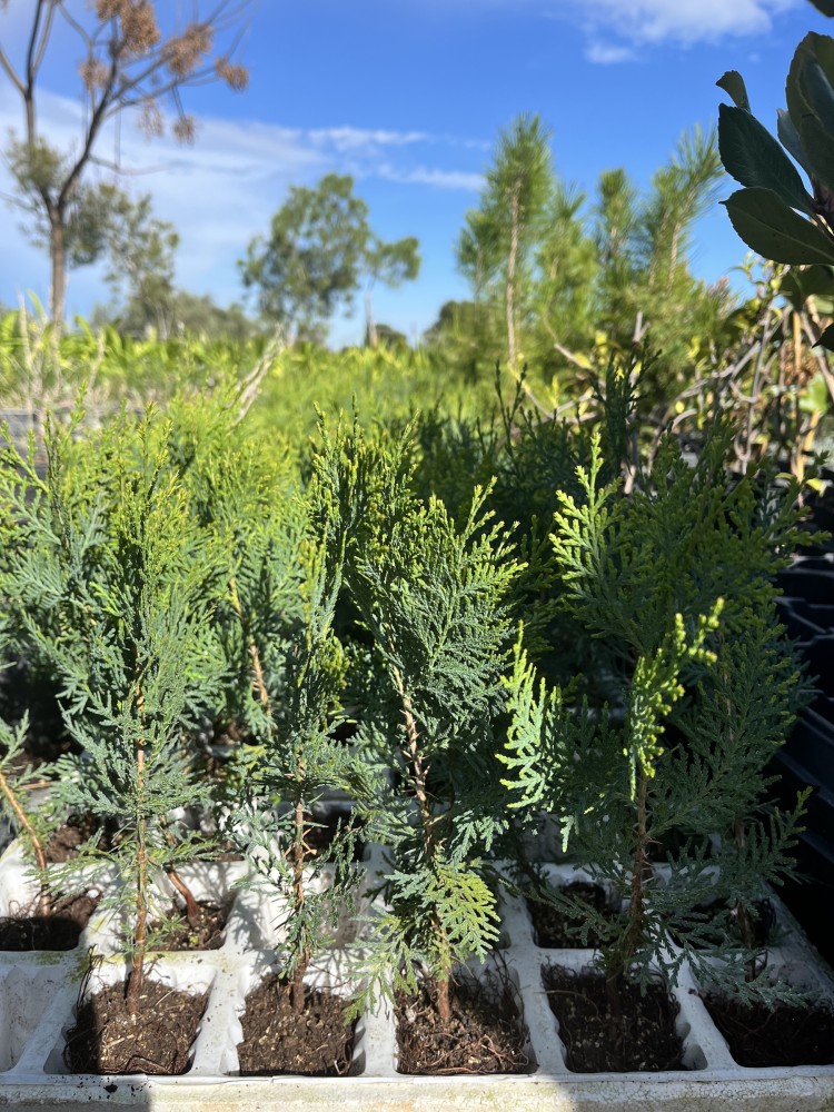 Tuya - Thuja orientalis BF-40a (25/30)