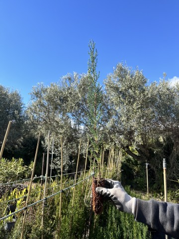 cipres Cupressus sempervirens