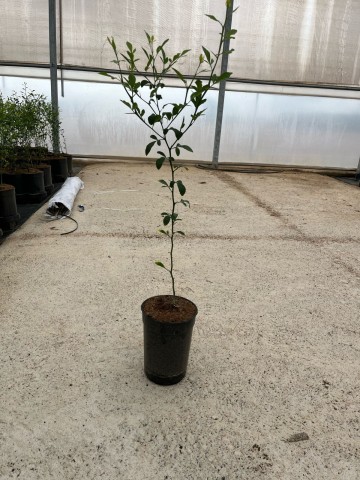 Citrus Forner-Alcaide 5 2