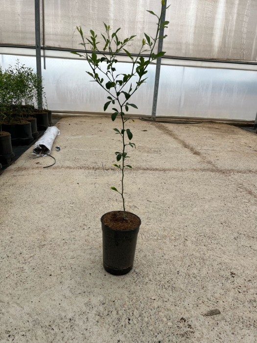 Citrus Forner-Alcaide 5