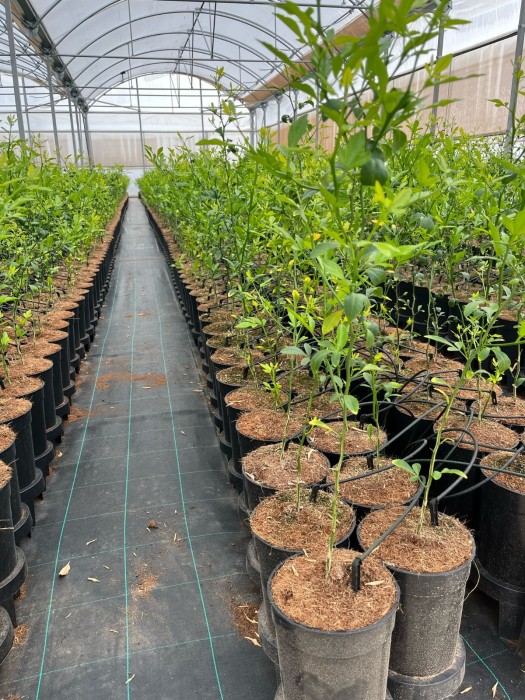 Citrus Forner-Alcaide 5