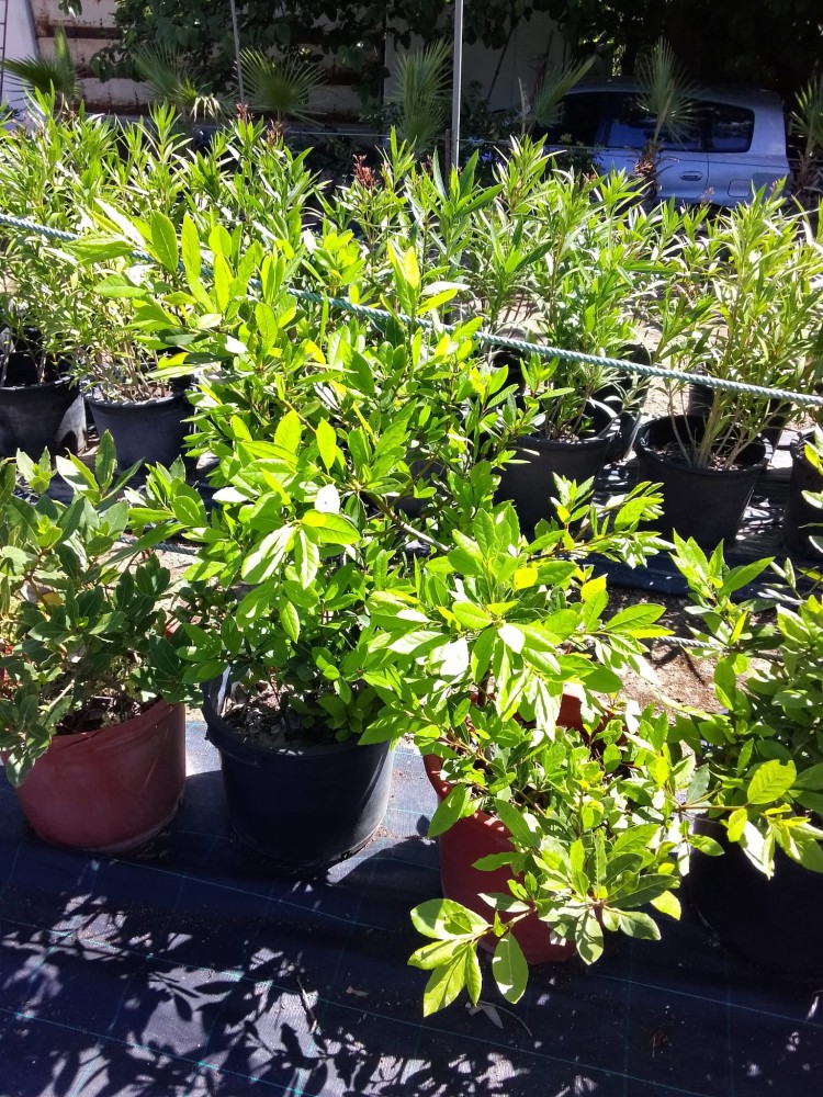 Laurel - Laurus Nobilis C-30 (90/100)