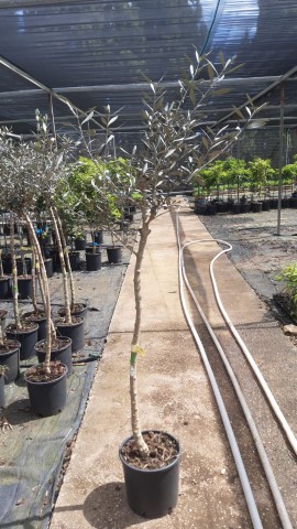 Olivo - Olea europea C-25 (130/150)