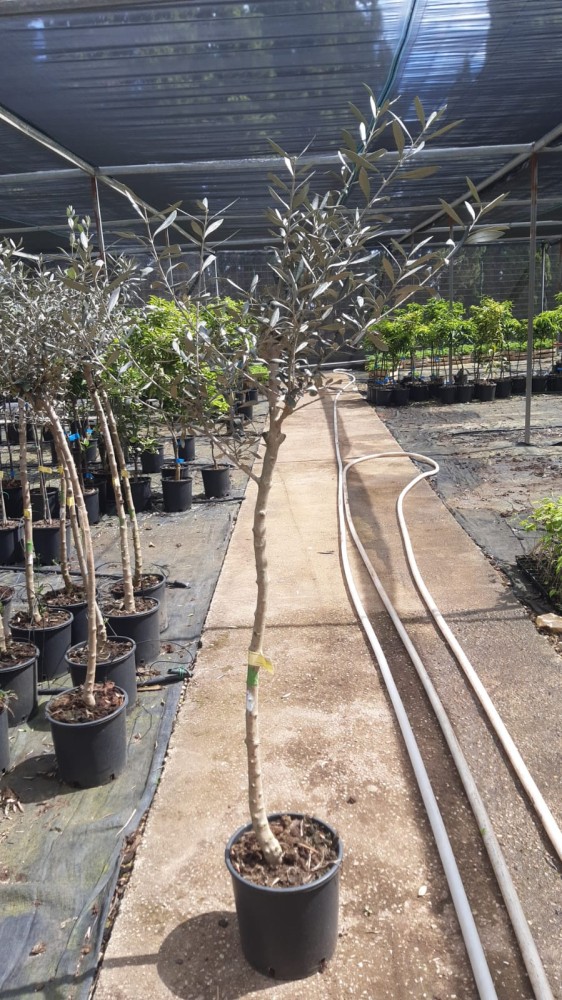 Olivo - Olea europea C-25 (130/150)