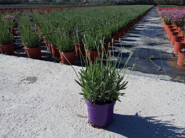Lavandula Hidcote Blue 2