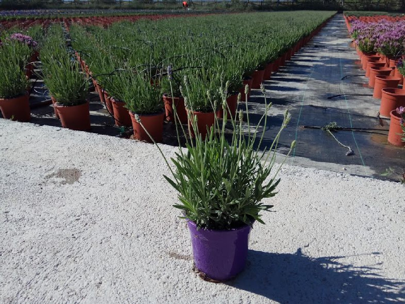 Lavanda - Lavandula Angustifolia Hidcote Blue...