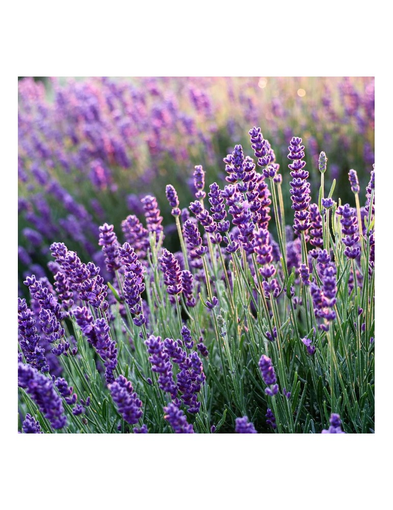 Lavandula Hidcote Blue