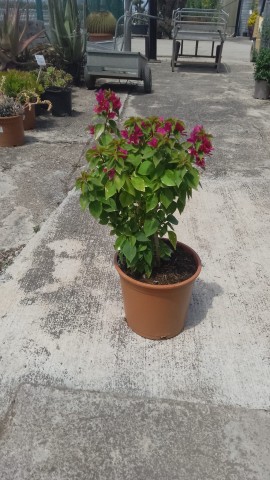 Bougainvillea Mini Thai C-20 (50/70)