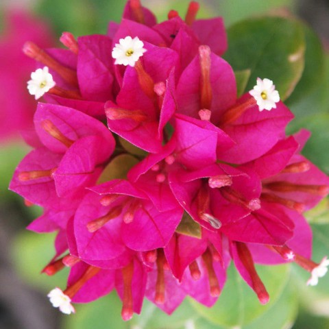 Bougainvillea Mini Thai C-20 (50/70) 2