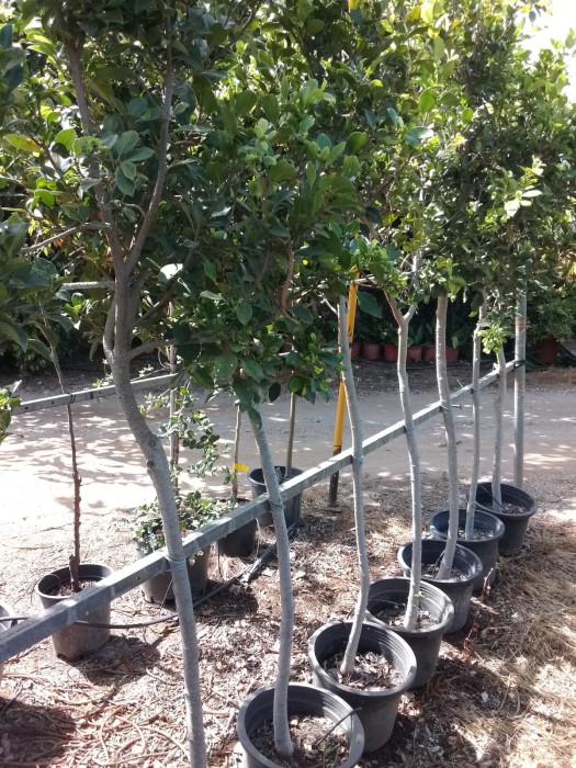 Ficus Nitida - Ficus microcarpa C-35
