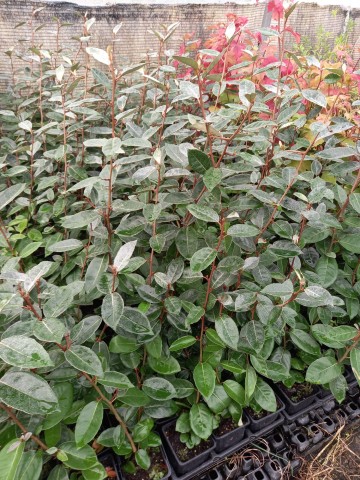 Eleagnus Ebbingei BF-40 (30/50) 2