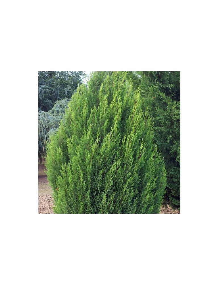 Leylandii 2001