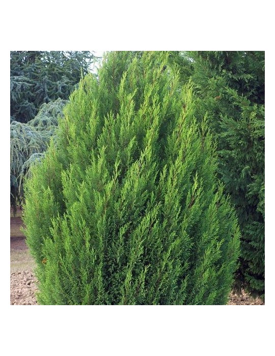 Leylandii 2001
