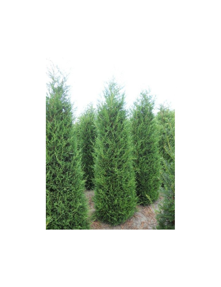 Leylandii 2001