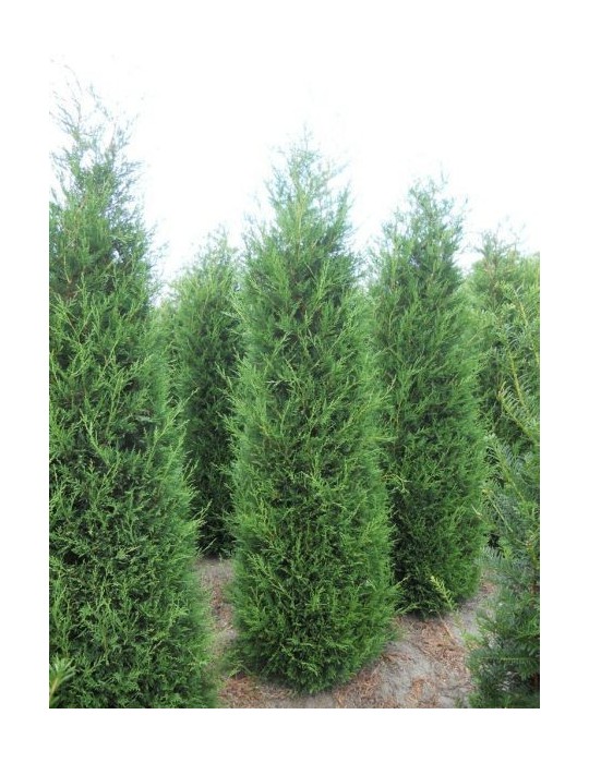 Leylandii 2001