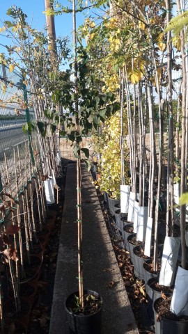 Celtis australis C-25 2