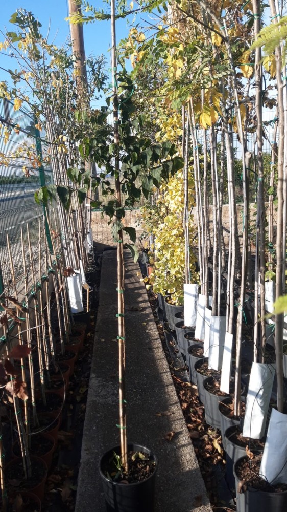 Almez - Celtis australis C-25 (140/160)