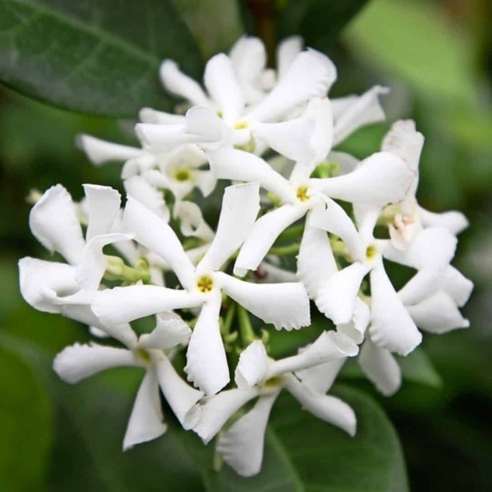 Trachelospernum Jasminoides