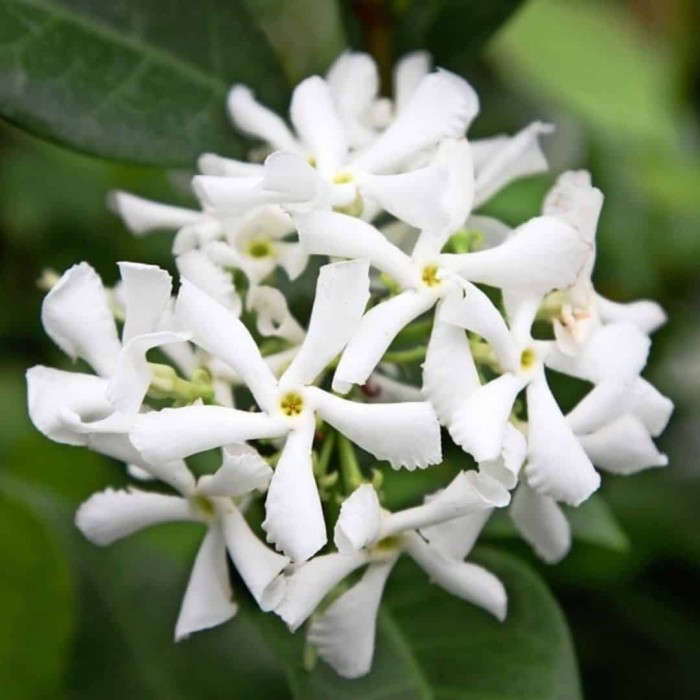 Trachelospernum Jasminoides