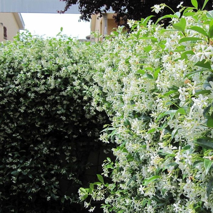 Jazmin chino estrellado (Trachelospernum...