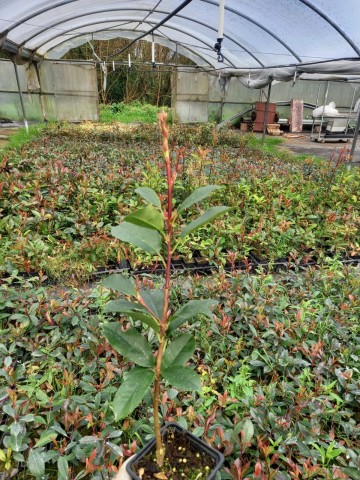 Photinia Red Robin BF (20/30) 2