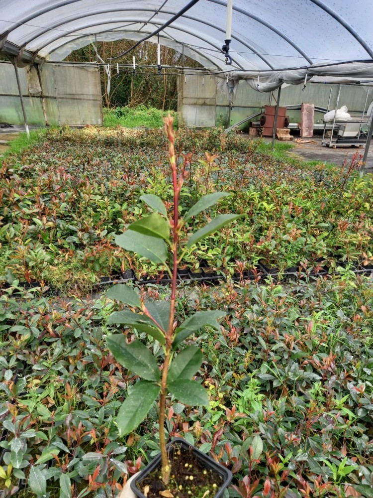 Photinia Red Robin BF (20/30)