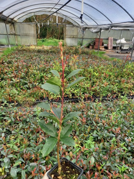 Photinia Red Robin BF (20/30)