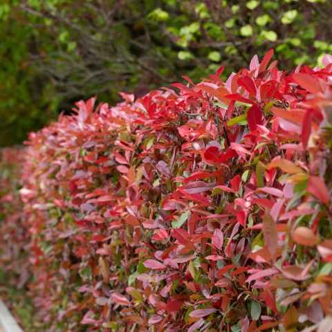 Photinia Red Robin BF (20/30)