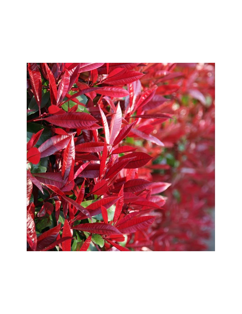 Photinia Red Robin BF (20/30)