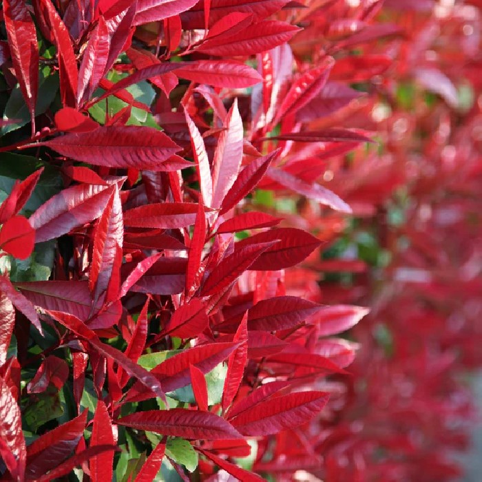 Photinia Red Robin BF (20/30)