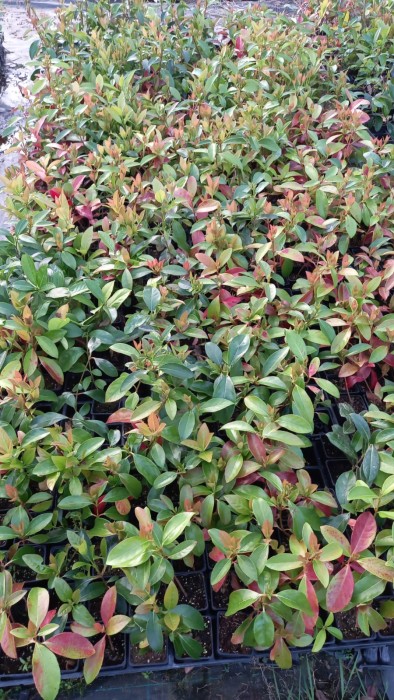 Viburnum Lucidum (Laurel salvaje) Bf-200 (30/50)